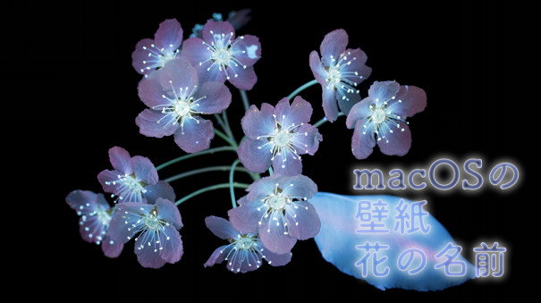 祝macos Bigsur Macos壁紙の花の名前について 世田谷のお花屋さんyoukaenのshopblog
