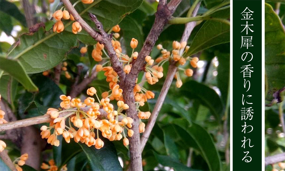 世田谷に訪れる秋 金木犀の香りに誘われる桜新町のフローリスト 世田谷のお花屋さんyoukaenのshopblog