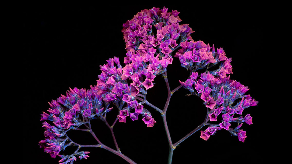祝macos Bigsur Macos壁紙の花の名前について 世田谷のお花屋さんyoukaenのshopblog 祝macos Bigsur Macos壁紙の花の名前について 世田谷のお花屋さんyoukaenのshopblog
