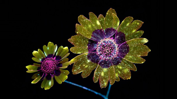 祝macos Bigsur Macos壁紙の花の名前について 世田谷のお花屋さんyoukaenのshopblog 祝macos Bigsur Macos壁紙の花の名前について 世田谷のお花屋さんyoukaenのshopblog