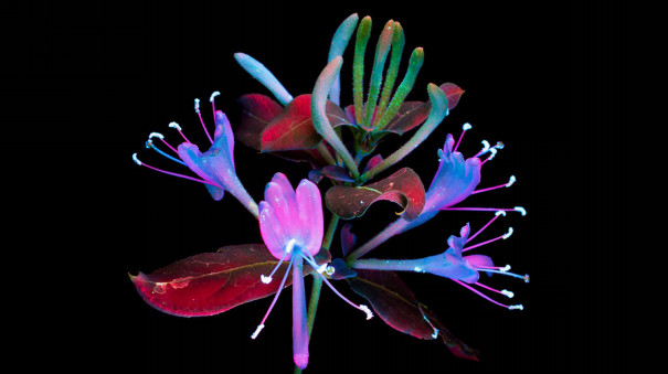 祝macos Bigsur Macos壁紙の花の名前について 世田谷のお花屋さんyoukaenのshopblog 祝macos Bigsur Macos壁紙の花の名前について 世田谷のお花屋さんyoukaenのshopblog