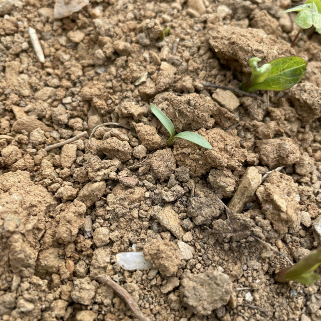コリアンダー発芽 水に音