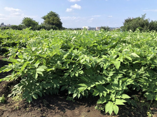 うどについて Sato Farm Tokyo 佐藤農園