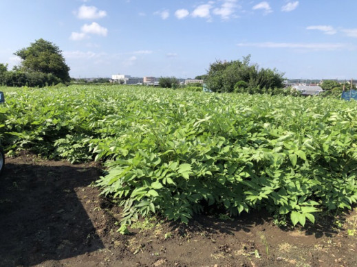 東京うどについて Sato Farm Tokyo 佐藤農園