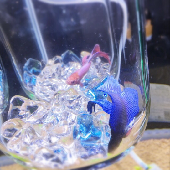 ベタ飼育における現時点での悩み 闘魚戦隊ベタレンジャー