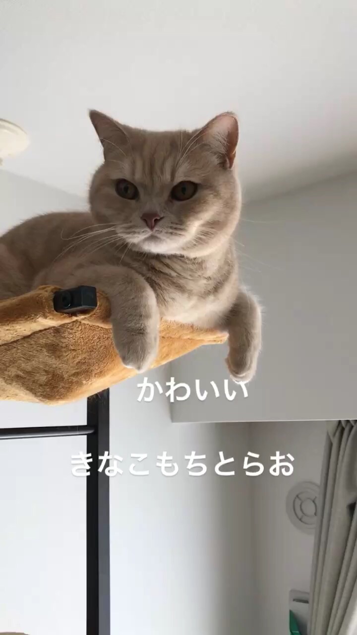 有給使ってとらおに会いに来た Shoichi Wada Zacc