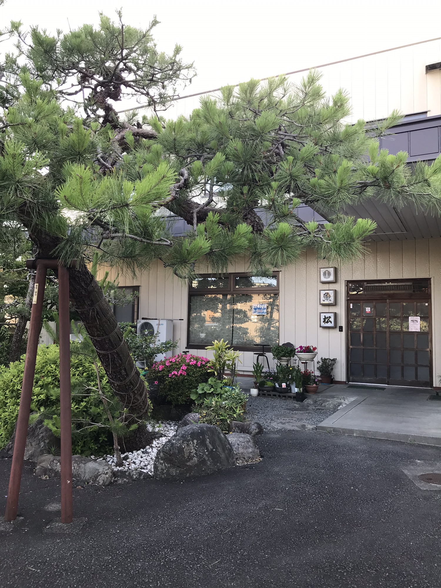魚松