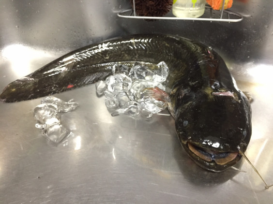 ナマズ お料理編 湾岸 釣行 Chidoriashi ナマズ お料理編 湾岸 釣行 Chidoriashi