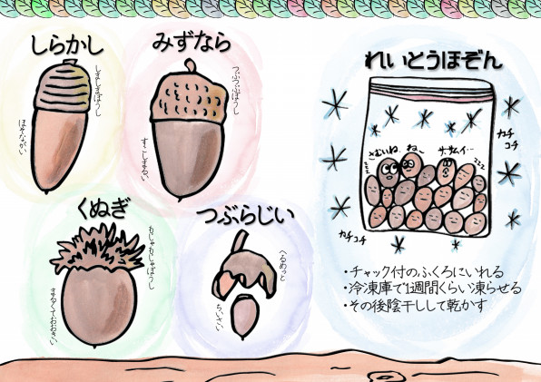 ドングリさんこんにちは！【どんぐりの種類の紹介＆保存方法】 | やま 