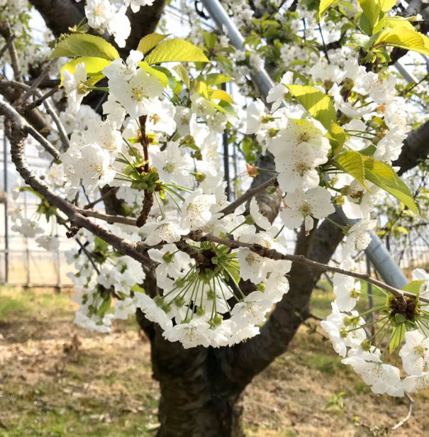 さくらんぼの花 鈴 木 農 園