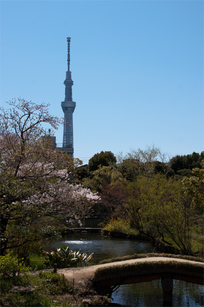 桜の時節 向島百花園 東京思考 桜の時節 向島百花園 東京思考
