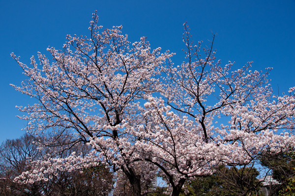 桜の時節 向島百花園 東京思考