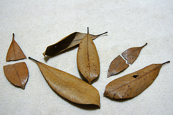 大切な枯葉 東京思考