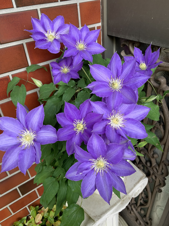 鉄線花 やよいの日々