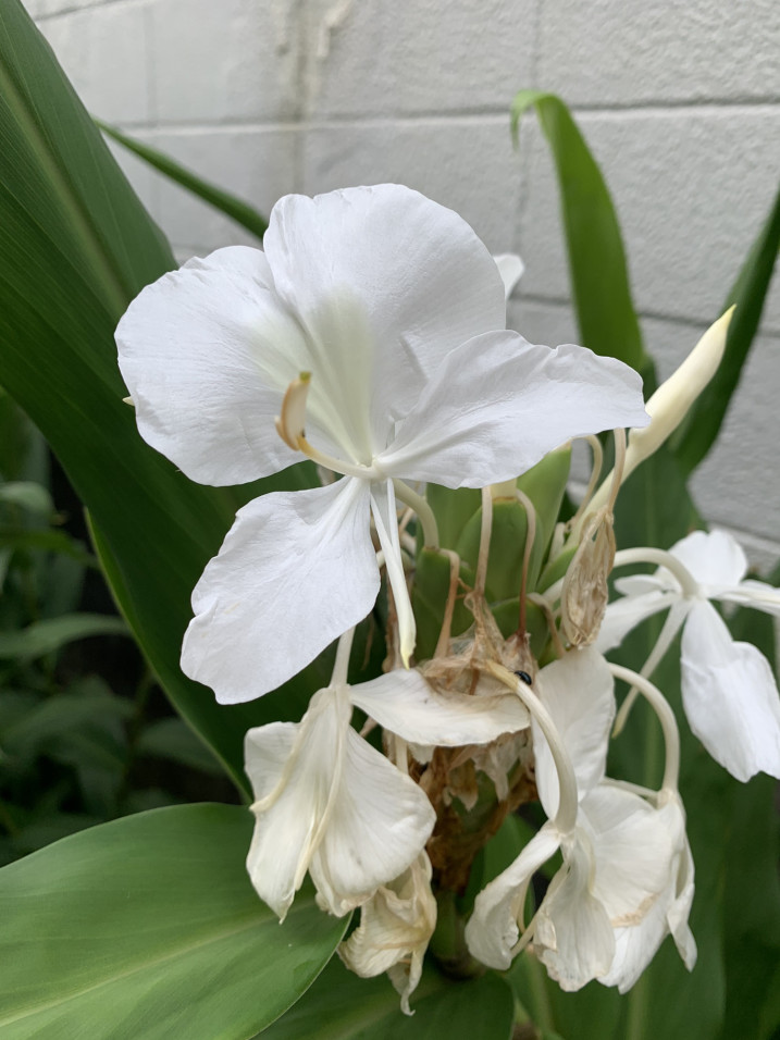 花縮紗 ハナシュクシャ やよいの日々