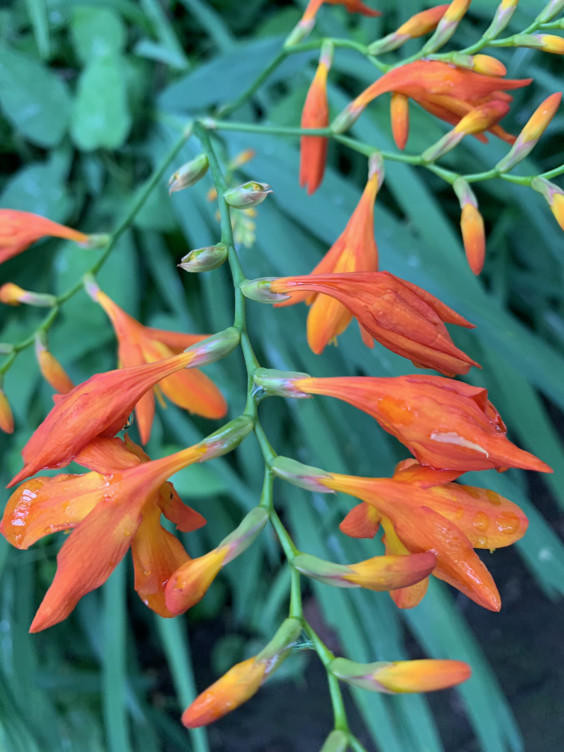 クロコスミア やよいの日々