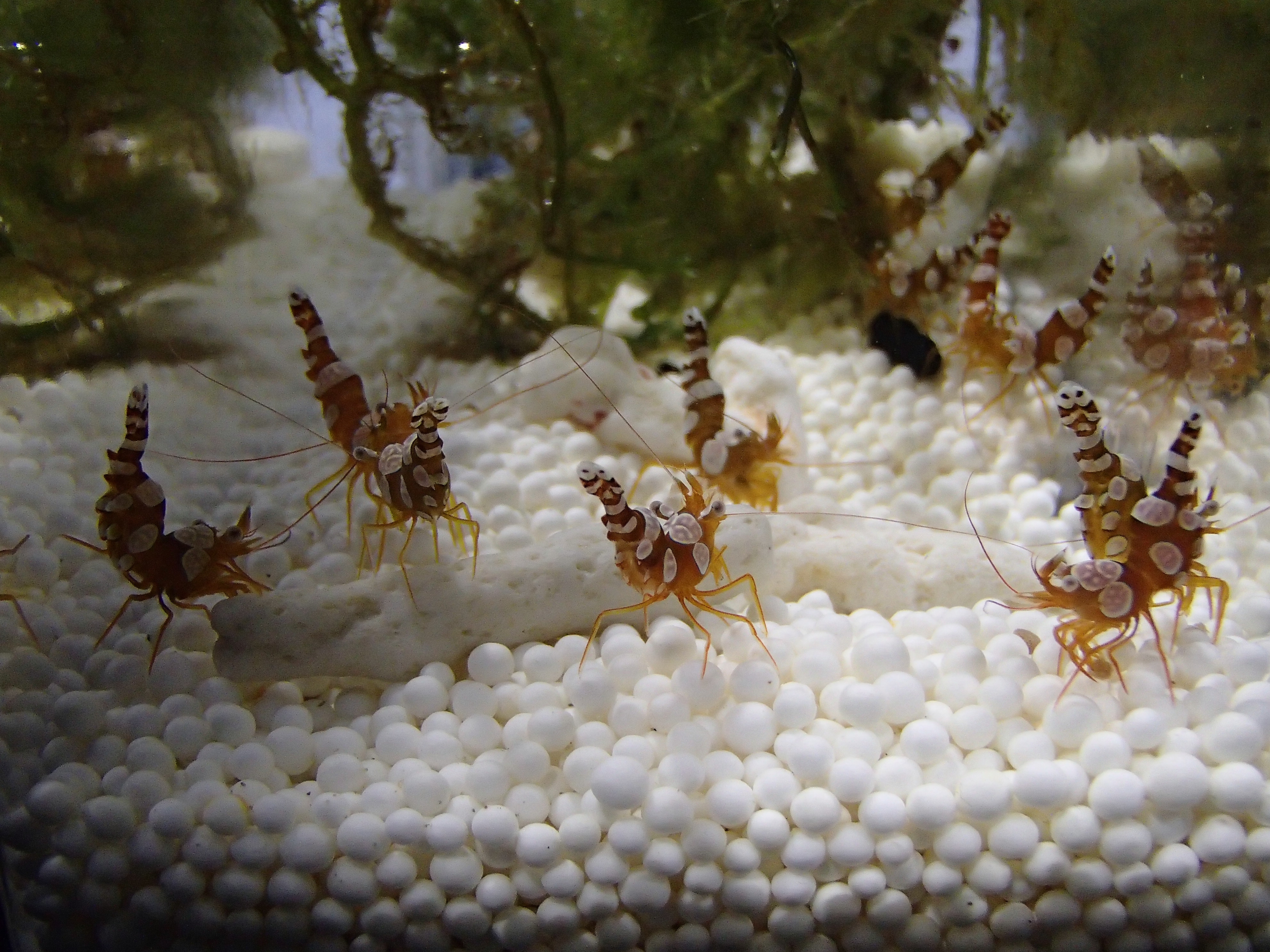 イソギンチャクモエビ 繁殖 過去の記録 家の海日誌