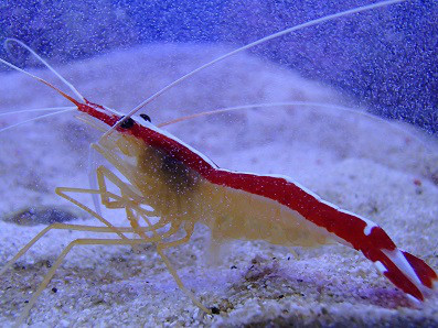 スカンクシュリンプ 繁殖 過去の記録 家の海日誌