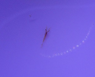 イソギンチャクモエビ 繁殖 過去の記録 家の海日誌