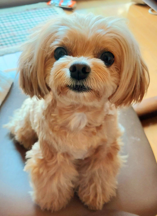 ノア チワマルプーミックス犬 脊髄梗塞 闘病日記 ノア チワマルプーミックス犬 脊髄梗塞 闘病日記