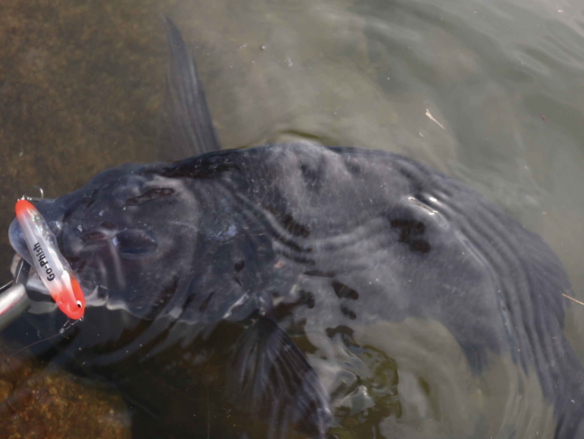 地元deチヌトップ Yamato
