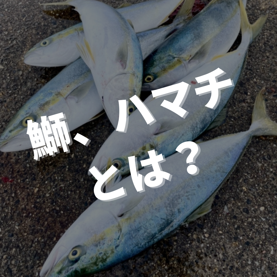 鰤 と ハマチ はどう違いますか? | ブリとハマチとカンパチの違いは何ですか – KFSWCU