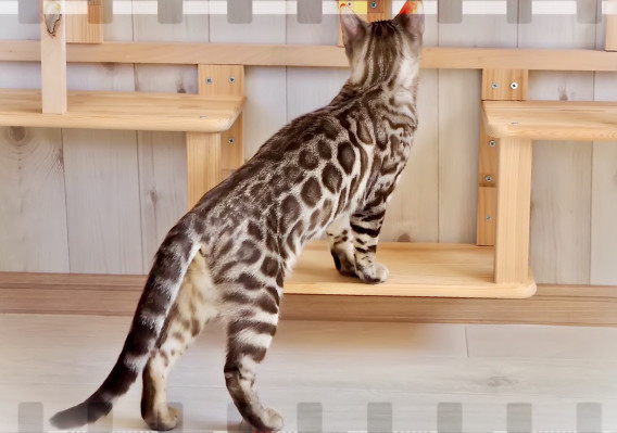 親猫紹介 ܣ Saula Cats ܣ 親猫紹介 ܣ Saula Cats ܣ