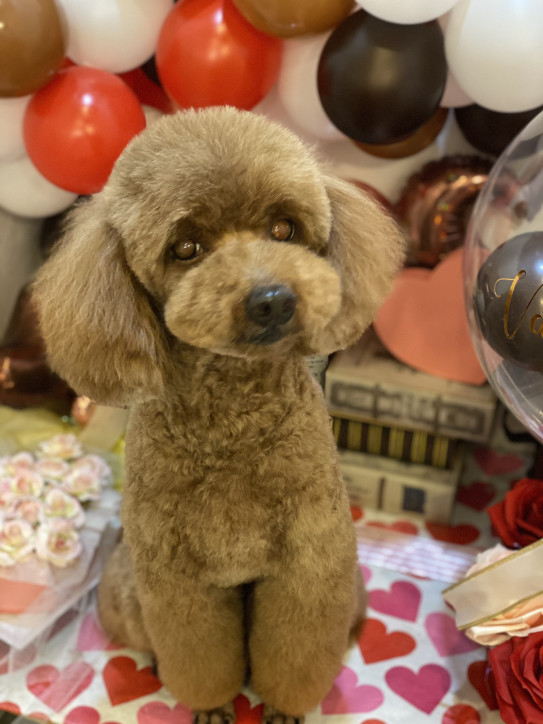 プードル ムスタッシュ Dogsalon Mou