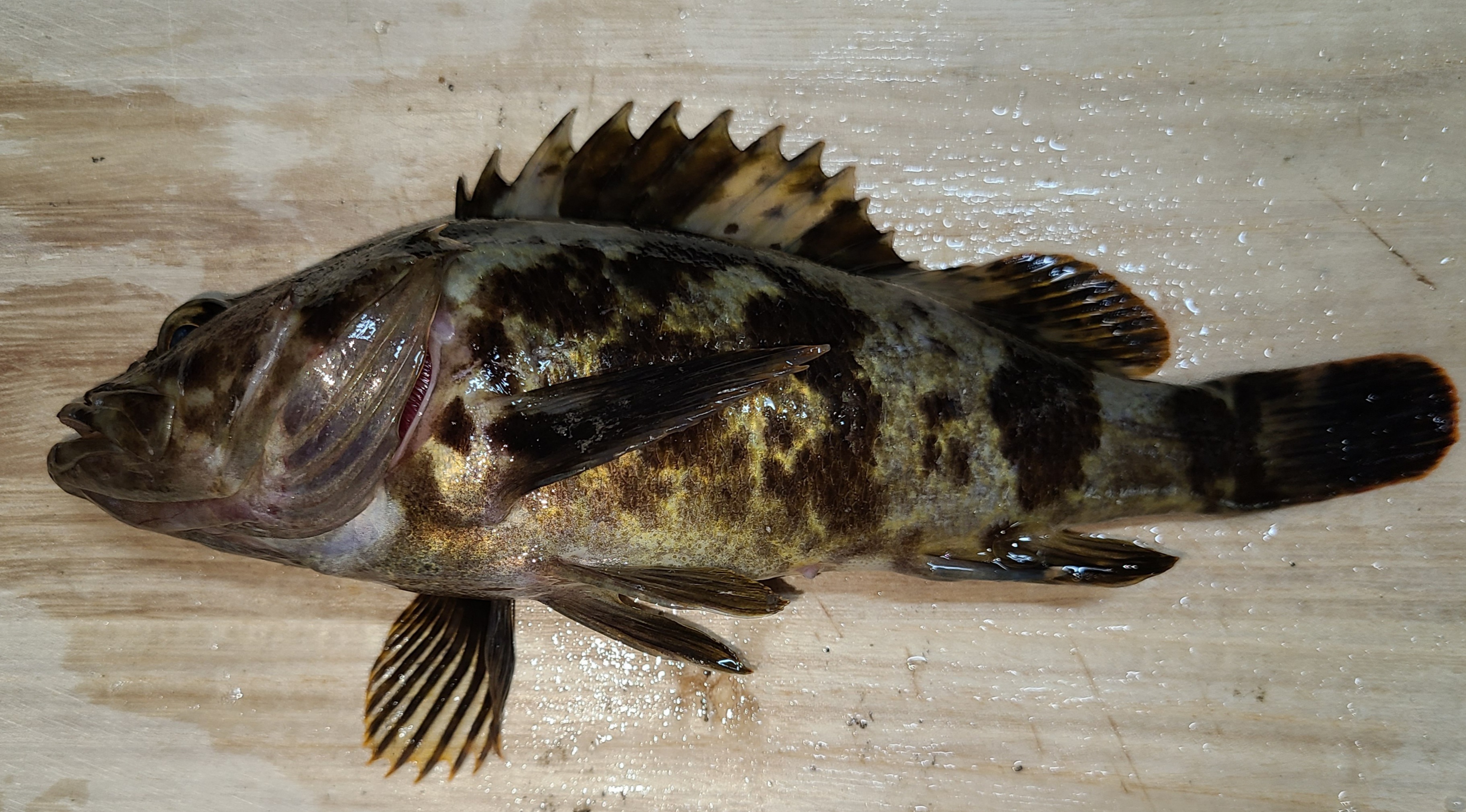 釣った魚は美味しく ありがたく わかっちの釣りと興味のあることのブログ