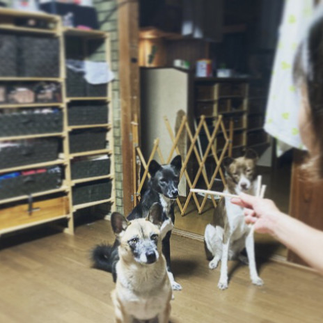 愛犬のてんかんに寄り添う Laulii