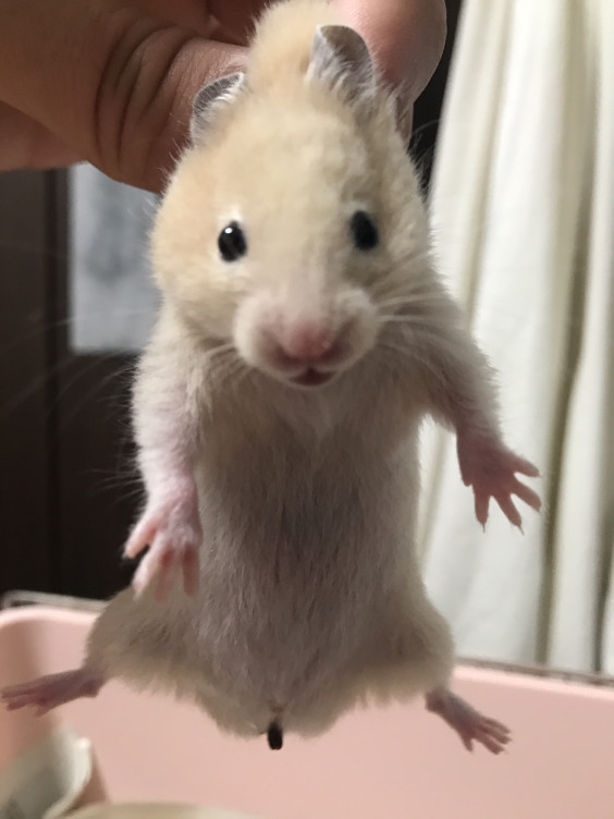 ハンド イン グローブ はむスミスの飼育日誌