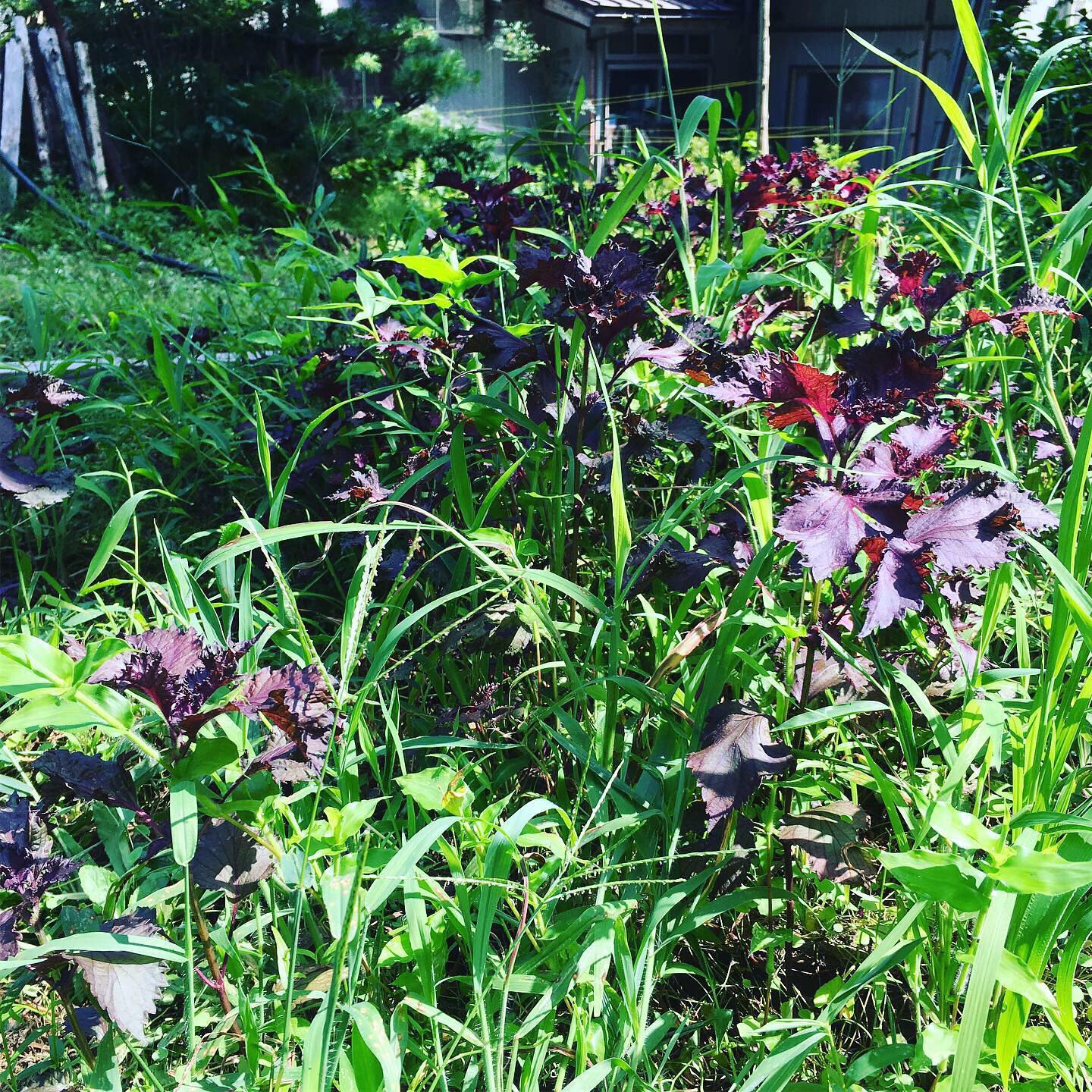 野生の赤紫蘇 | 里山BOTANICAL