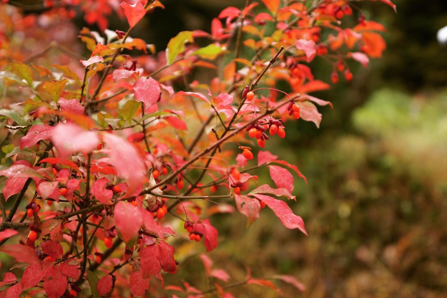 秋の足音。山採りコマユミ。 コマユミ | 里山BOTANICAL