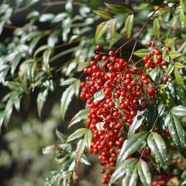 我が家のクリスマスを彩る 南天の実 里山botanical