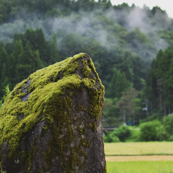 里山の岩と その上に生える 岩苔 のこと 里山botanical