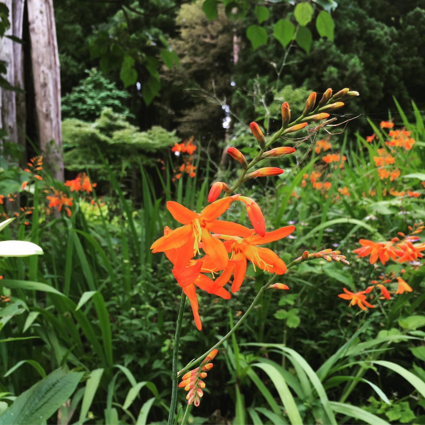 ヒメヒオウギズイセン | 里山BOTANICAL