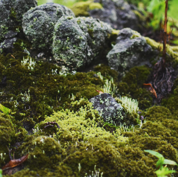 里山の岩と その上に生える 岩苔 のこと 里山botanical