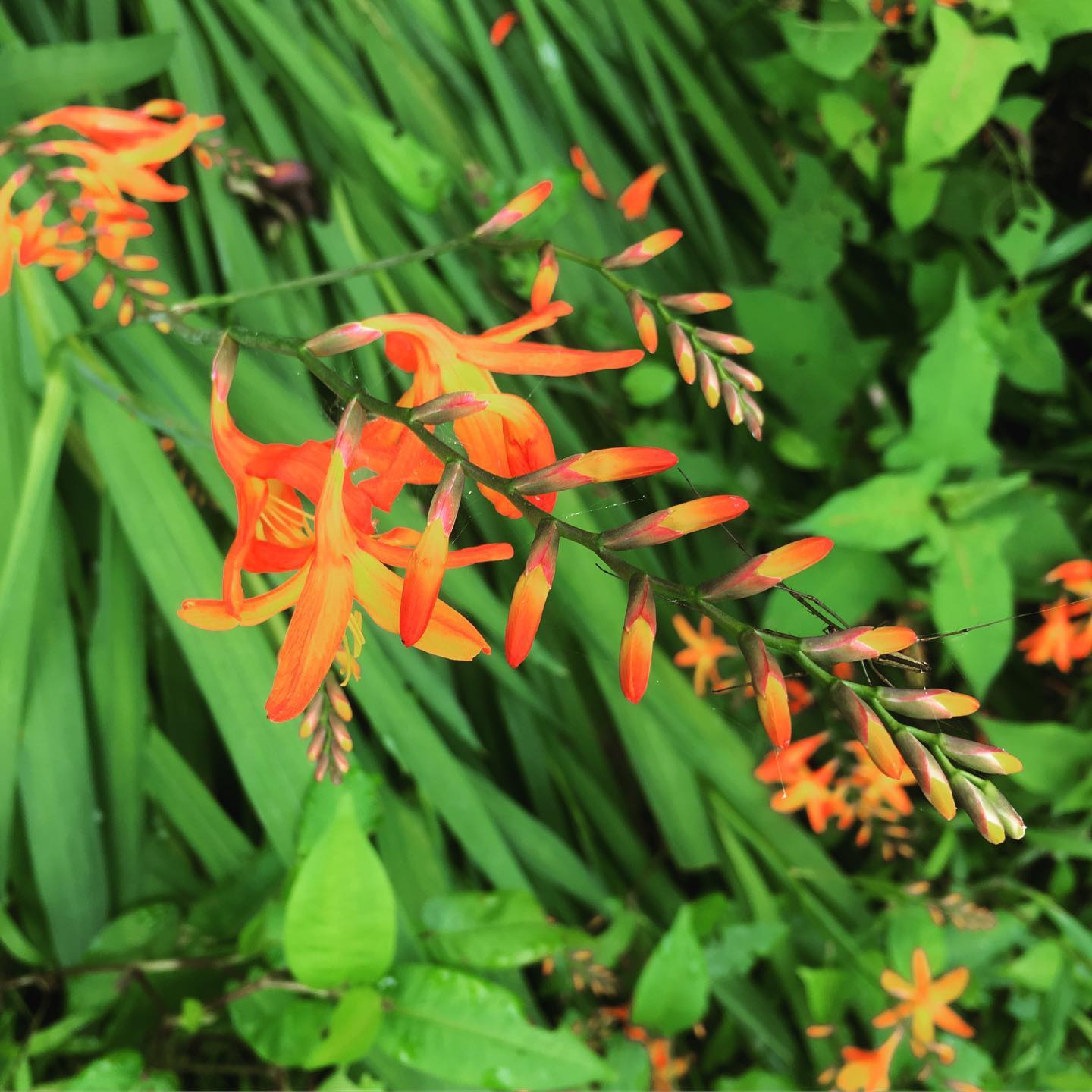 ヒメヒオウギズイセン | 里山BOTANICAL