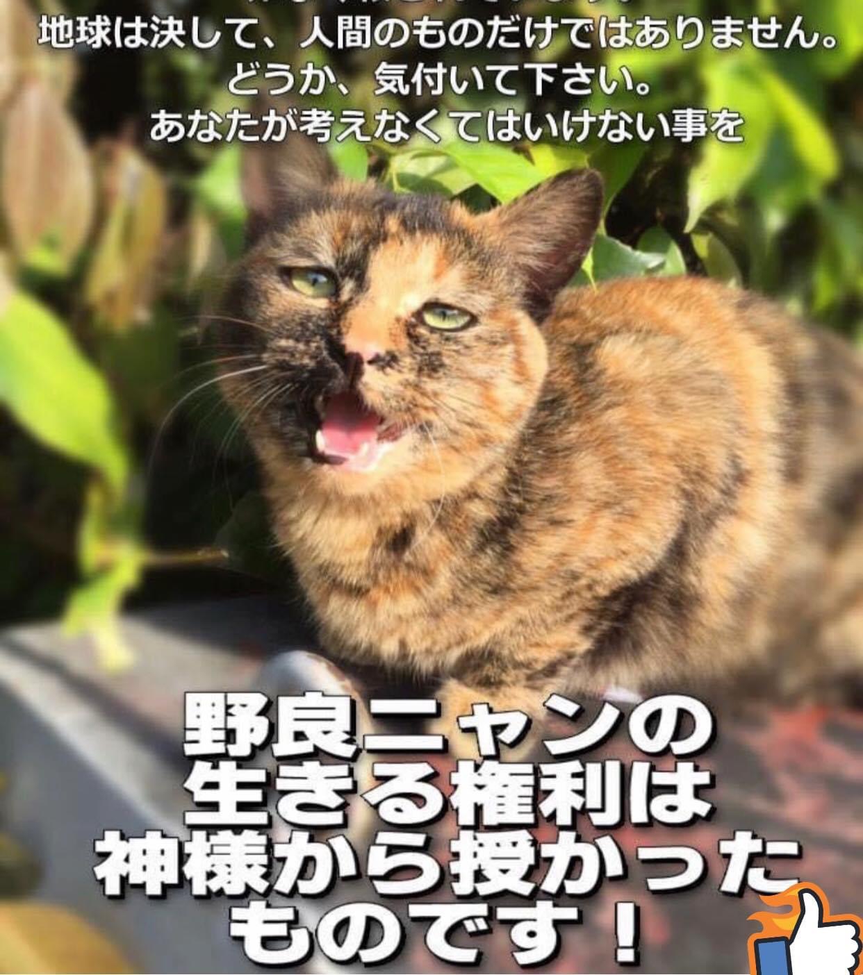 環境省のデータグラフの考察  保健所犬猫応援団