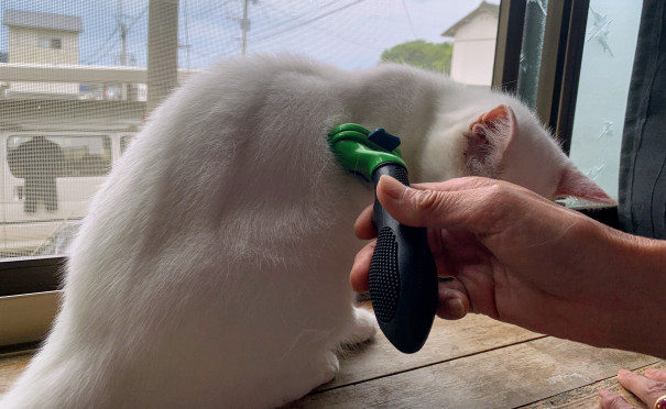 お猫様のブラッシング 島ぐらしのゴクミッティ
