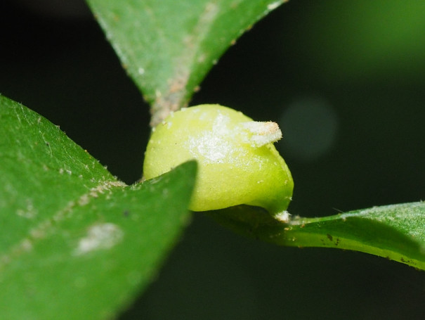 エゴノキの虫瘤 虫癭 Gall 穂高 S Field Notes From神奈川の空の下