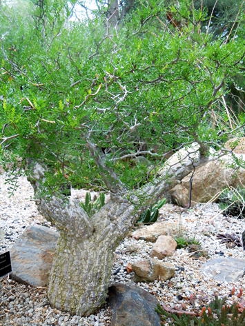 塊根植物の王様 オペルクリカリア パキプス！ | GREEN LUCK