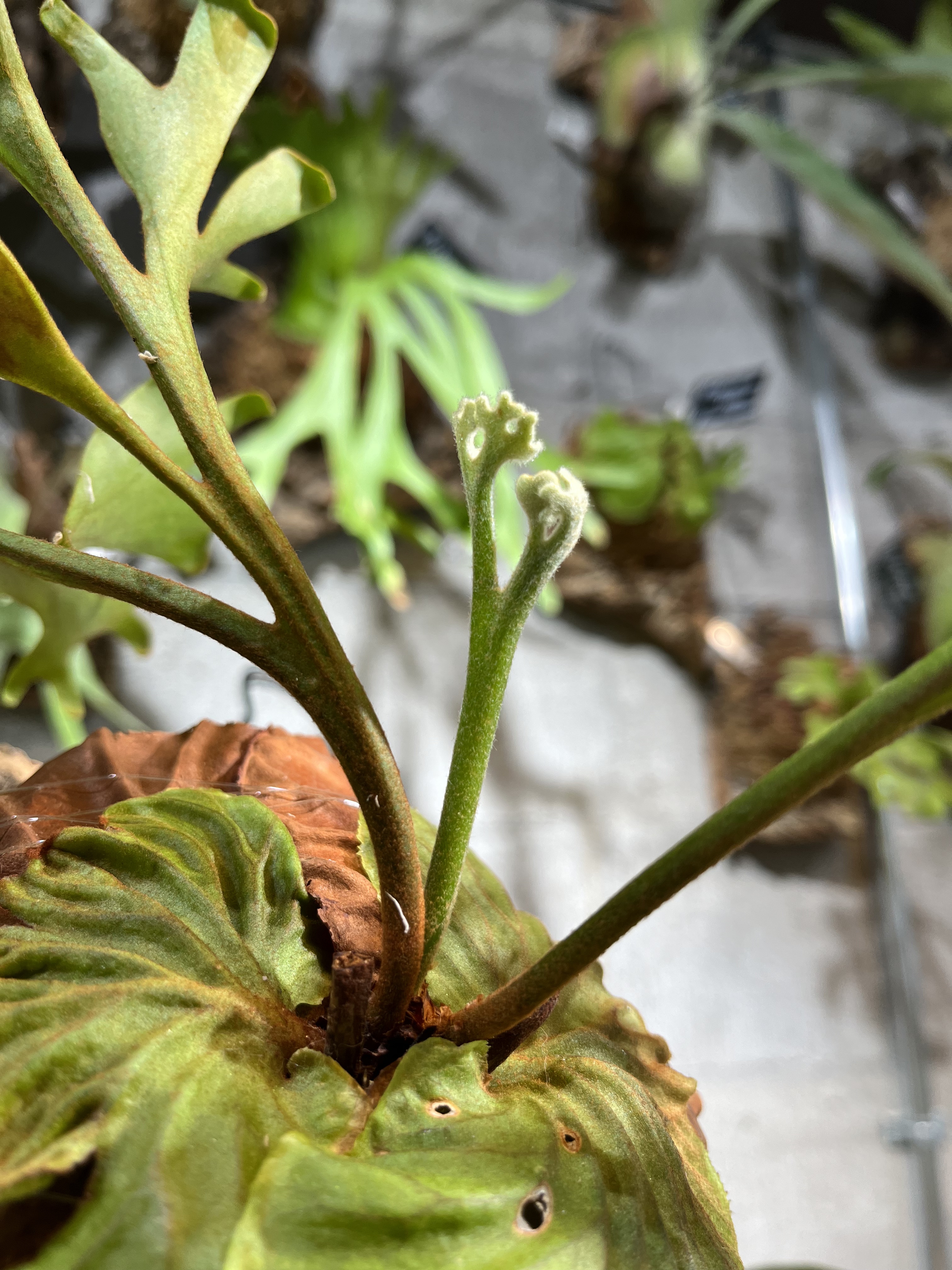 P. meteor shower子株 / platycerium ビカクシダ | gulatilaw.com