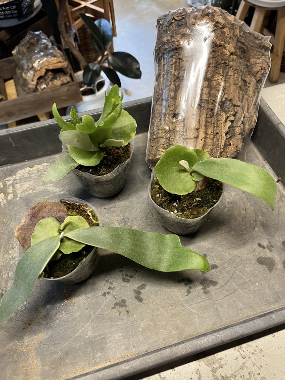 ビカクシダ ウィリンキー OMG コルク付け #鹿角蕨 