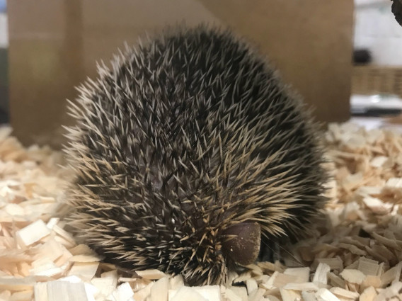 新人さん だらりんショップ