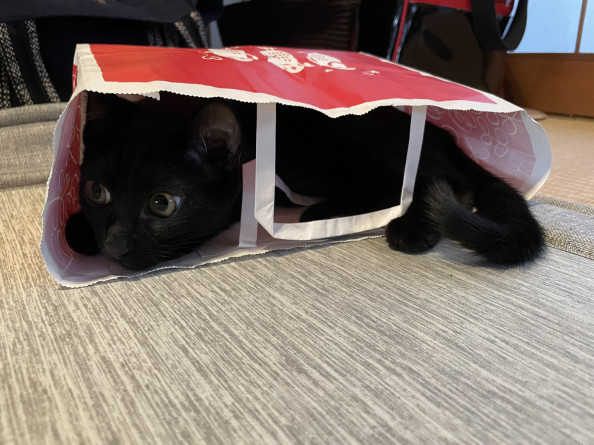 りんちゃんの黒猫BAG