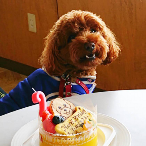 Congratulations 長野市 ドッグカフェ ドッグフード Heart2 Dog ハーツドッグ 愛犬との暮らしをサポートします