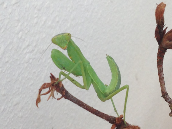 教具 カマキリの成長 Baby教室シオ