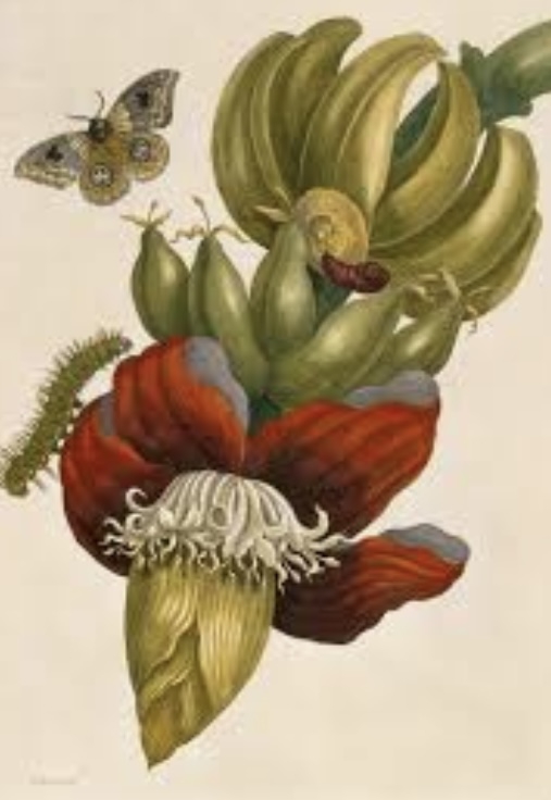 Maria Sibylla Merian　マリア・ジビーラ・メーリアン マリア・ジビーラ・メーリアン,ボタニカルアート・博物画,スリナム産