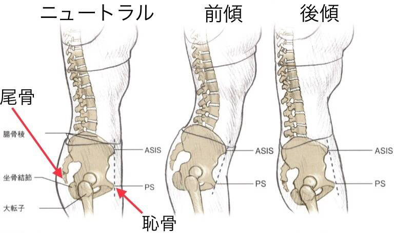 骨盤の前傾 後傾と筋肉の関係 Luccica